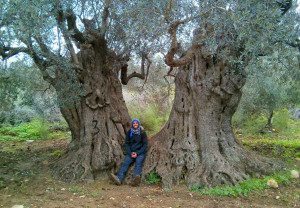 חג לאילנות: 9 היערות שכל ישראלי חייב להכיר